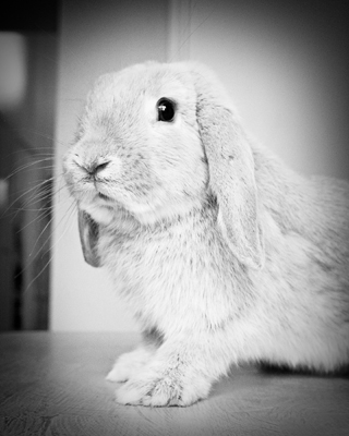 Lincoln the Bunny