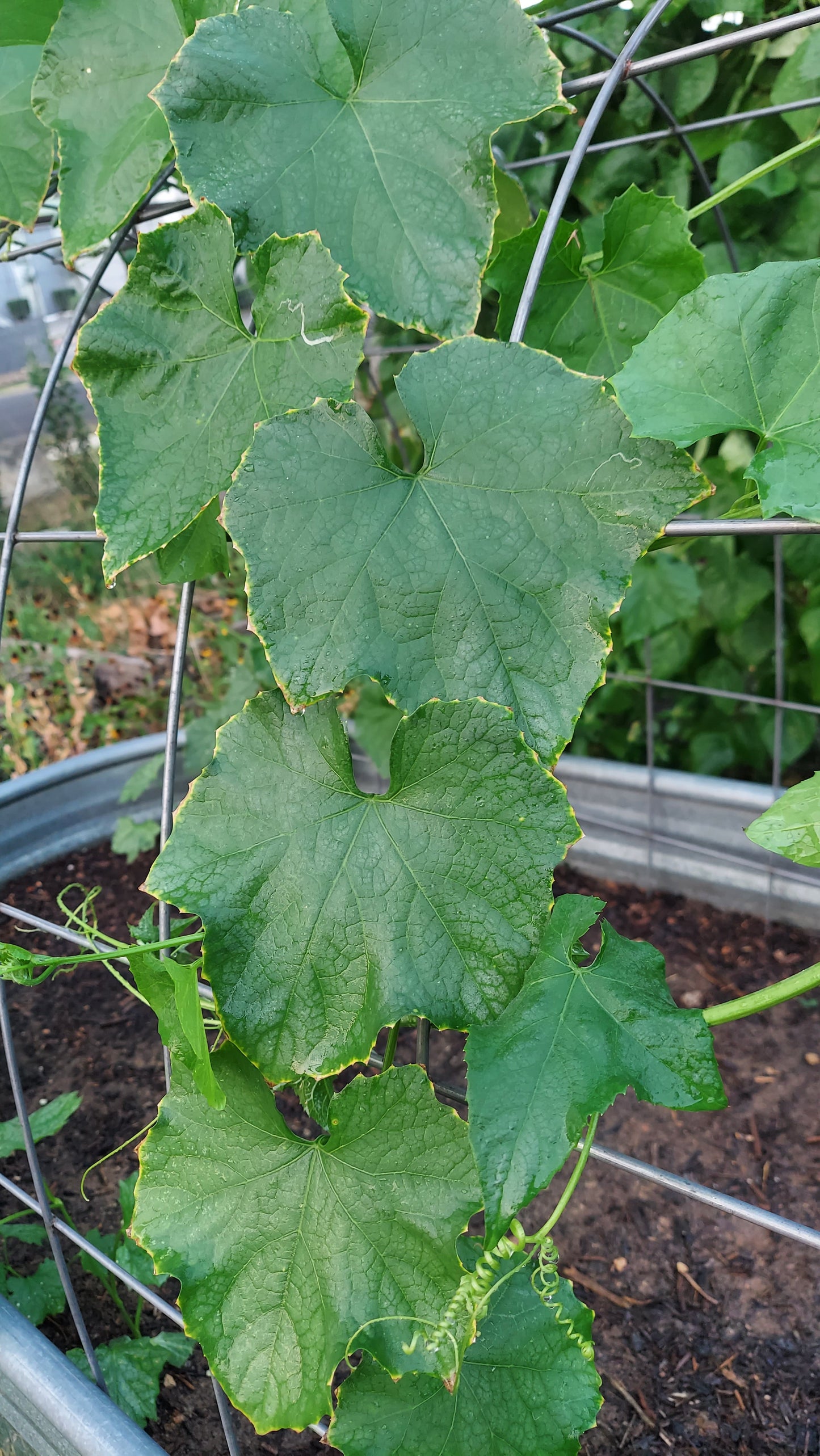 Luffa Sponges