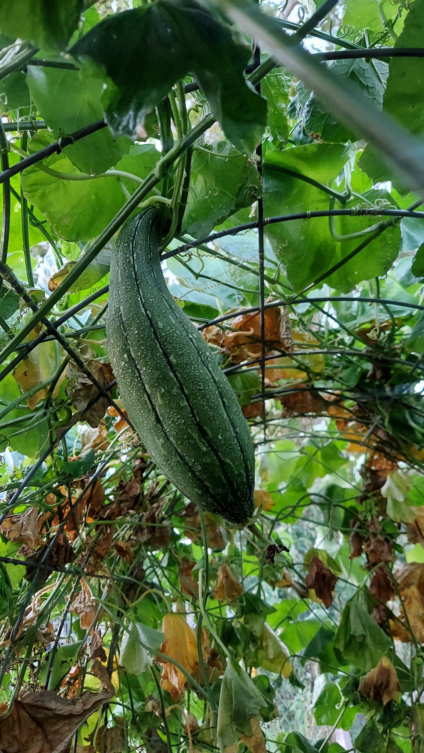 Luffa Sponges