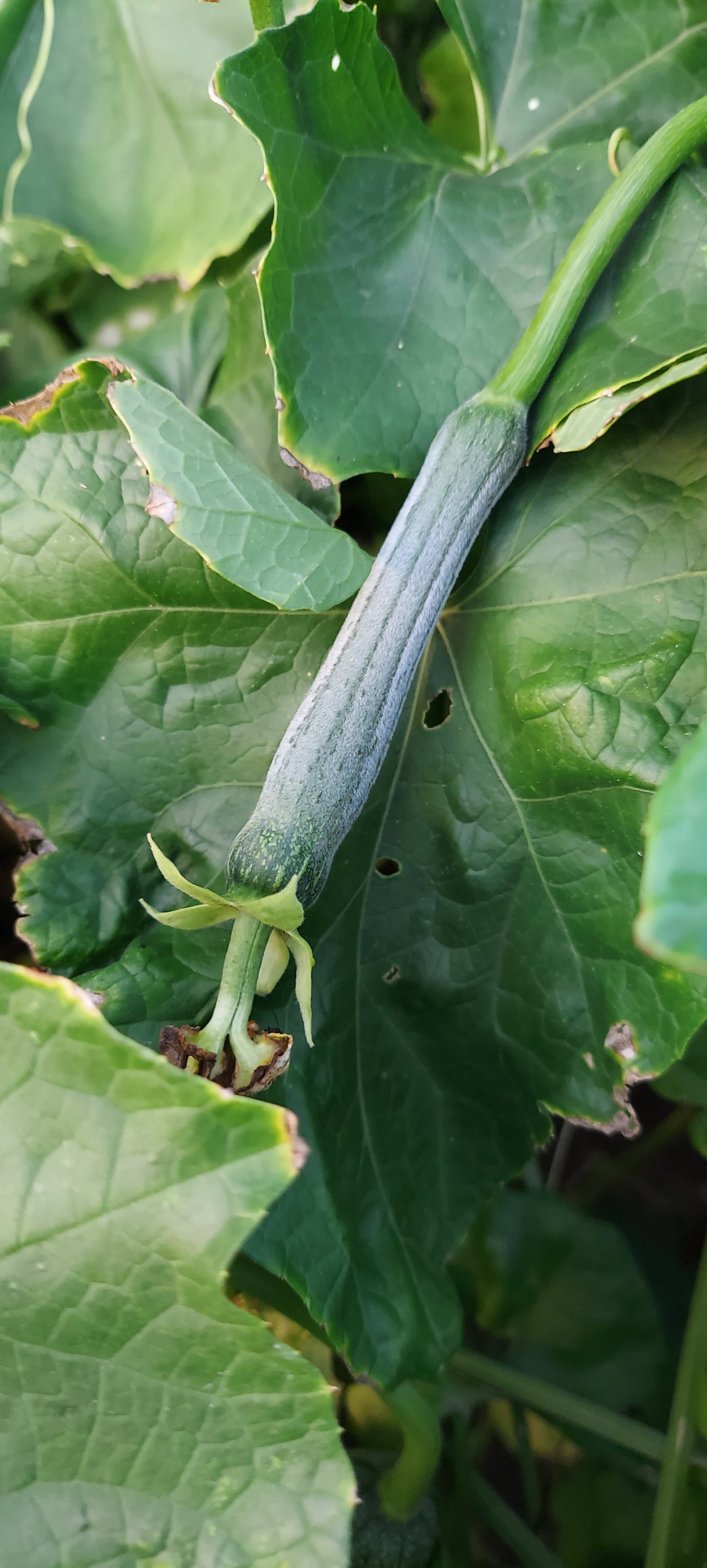 Luffa Sponges