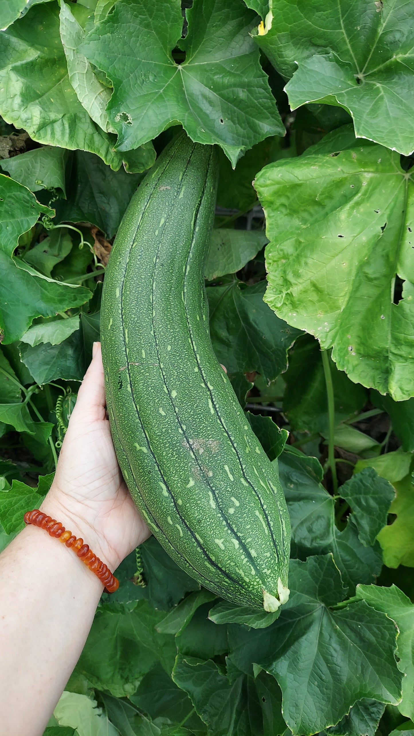 Luffa Sponges