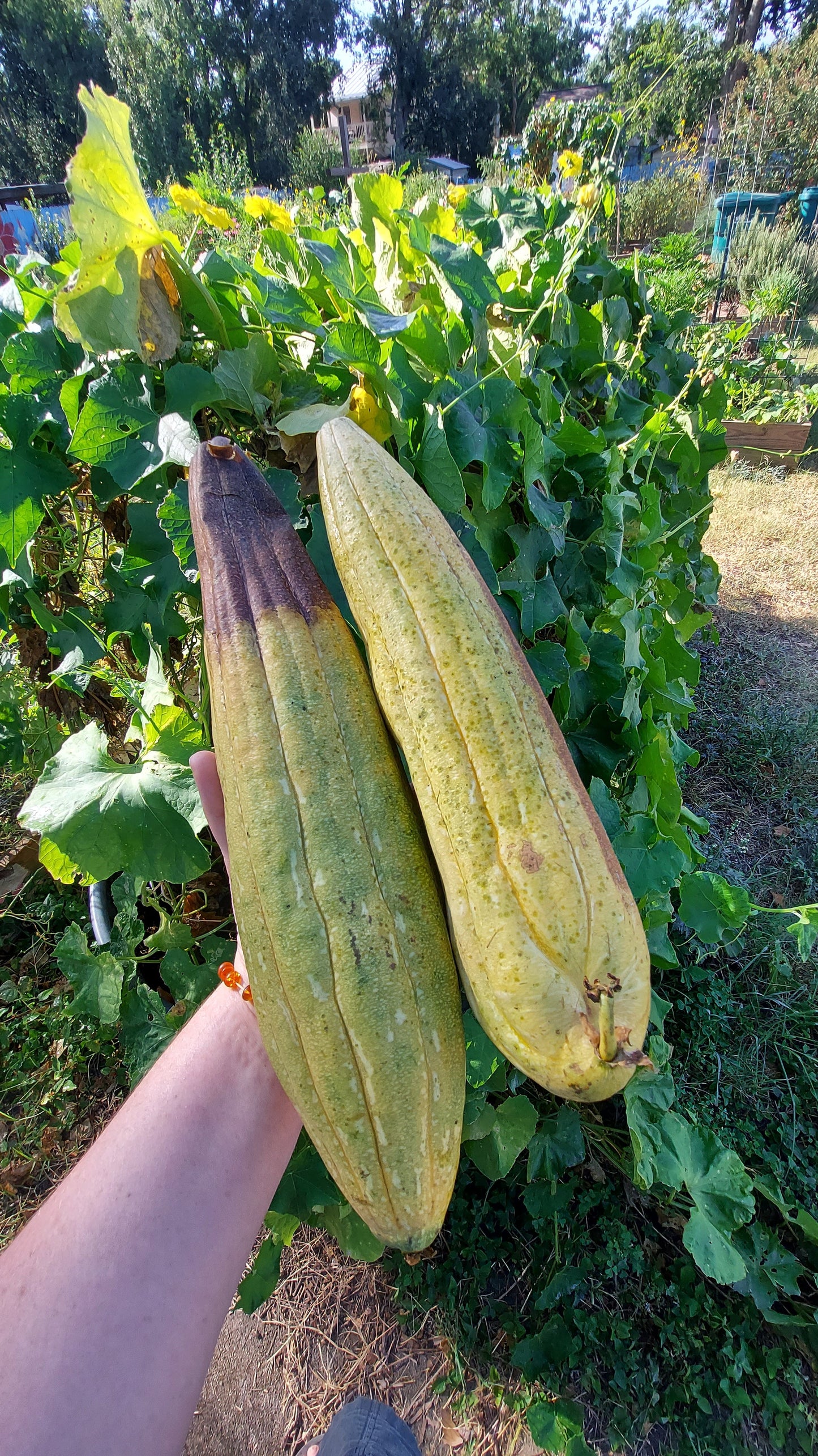 Luffa Sponges